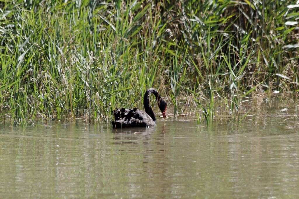 02 - Tamar island (3).jpg